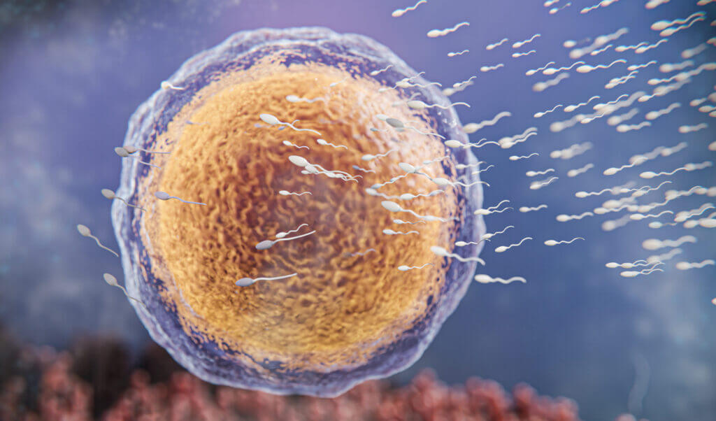 Ilustracja 3D procesu zapłodnienia: plemniki docierające do komórki jajowej