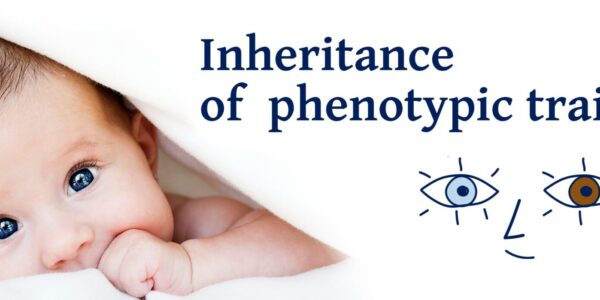Inheritance of phenotypic traits