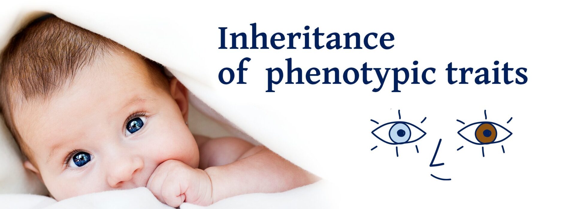 Inheritance of phenotypic traits